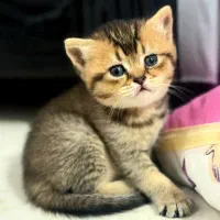 گربه اسکاتیش