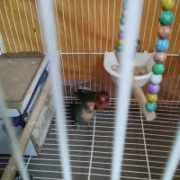 طوطی کوتوله برزیلی|پرنده|شیروان (خراسان), |دیوار