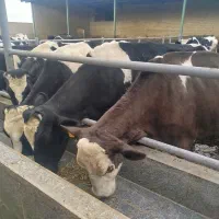 کارگر دامداری گاوداری