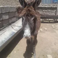 خر  گله