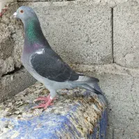5عددکبوتر