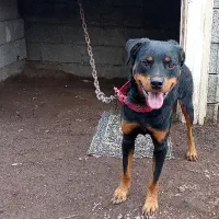 سگ رتوایلر|سگ|بندر انزلی, نیمه شعبان|دیوار