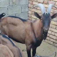 چپش آلپاین|حیوانات مزرعه|یزد, |دیوار