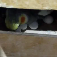 یک جفت عروس هلندی کارداده