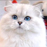 گربه بریتیش لانگ هیر نقره ای با چشمای آبی اقیانوسی