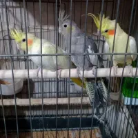 عروس هلندی|پرنده|پاکدشت, پاکدشت (مامازند)|دیوار