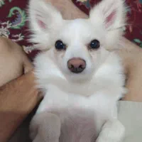 سگ سفید نژاد دار پاکوتاه|حیوانات|کرمان, |دیوار