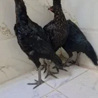 مرغ لاری نوچه|حیوانات مزرعه|نیمروز, |دیوار