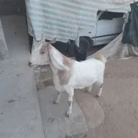 بز خوب برای فروش|حیوانات مزرعه|آبپخش, |دیوار