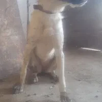 توله