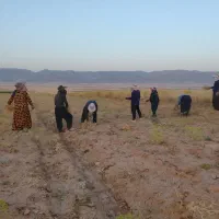 سرکارگرهستم