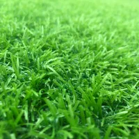 زمین واقع در بلاغلار نیر