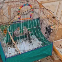 عروس هلندی