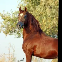 اسب عرب با برگه کشش|اسب و تجهیزات اسبسواری|حبیب آباد, |دیوار