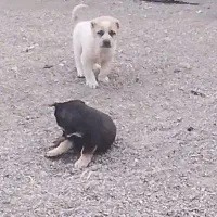 واگذاری کوچوک