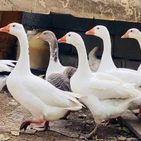 فروش 12 عدد غاز محلی