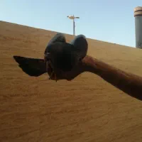 کبوتر|پرنده|اصفهان, کوجان|دیوار