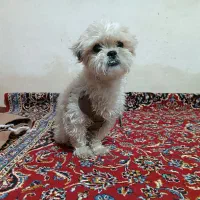 سگ شیتزو کراس