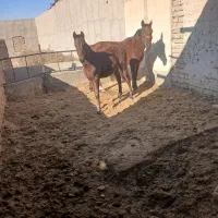 اسب کره ارسلان|اسب و تجهیزات اسب‌سواری|قم, نیروگاه|دیوار