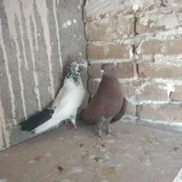کفتر|پرنده|میبد, |دیوار