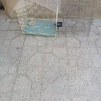 قفس