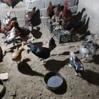 مرغ خروس لاری گلین|حیوانات مزرعه|هشتگرد, شهرک ایران خودرو|دیوار