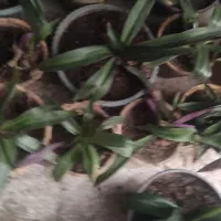 گل ارزون|گل و گیاه طبیعی|شیراز, انجیر|دیوار