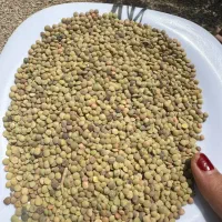 عدس تازه امسال ( بوجاری شده تمیز )