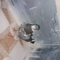کفتر