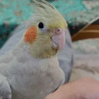 عروس هلندی آهویی|پرنده|اهواز, کوی باهنر|دیوار