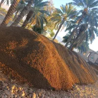 کود گوسفندی