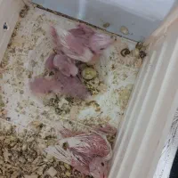 جوجه عروس هلندی