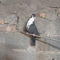 طوقی و ریش|پرنده|مود, |دیوار