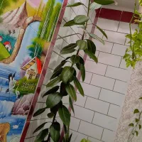 گل خانگی|گل و گیاه طبیعی|مارگون, |دیوار