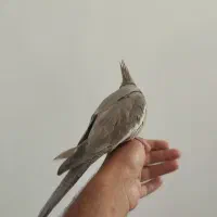 عروس هلندی|پرنده|کرمانشاه, |دیوار