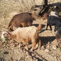 بز داشتی وکشتی|حیوانات مزرعه|شاهیوند, |دیوار