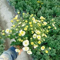 داوودی|گل و گیاه طبیعی|تهران, مشیریه|دیوار