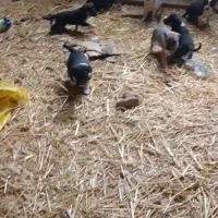 ۷تا توله قدر جونی با مادر|سگ|رزن, |دیوار