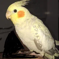 عروس هلندی ماده دستی