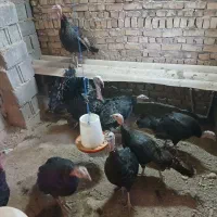 بوقلمون برنز