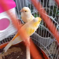 یک جفت قناری