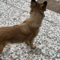 توله مالینیوز|سگ|مرودشت, بیست متری بیمارستان|دیوار