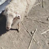گوسفند