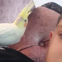 عروس هلندی گم شده