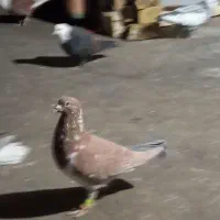 کفتر زرد افغانی قلدر|پرنده|مشهد, نظام دوست|دیوار