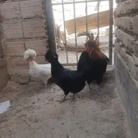 مرغ و خروس لهستانی|حیوانات مزرعه|بندر ترکمن, |دیوار
