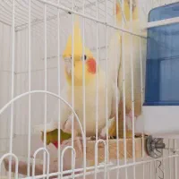 عروس هلندی لیموتی آماده