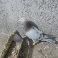 هفرنگ نر پرشی|پرنده|بشاریات, |دیوار