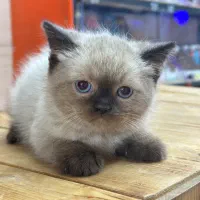 گربه های گوگولی