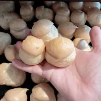 تولید و پخش عمده نان اسفنجی.نان خامه.لطیفه